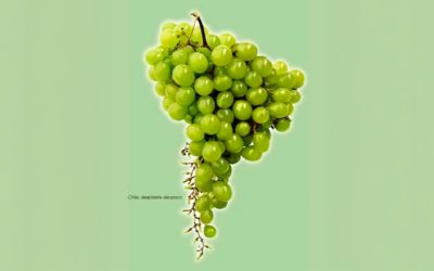 Racimo de uvas